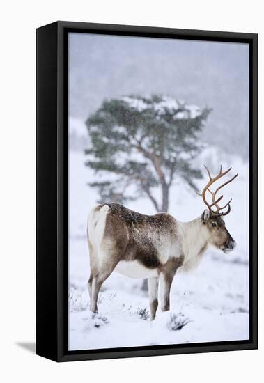 Reindeer female from reintroduced herd, Cairngorm National Park, Scotland-Laurie Campbell-Framed Premier Image Canvas