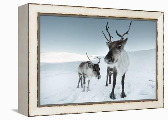 Reindeer Female-Ann & Steve Toon-Framed Premier Image Canvas