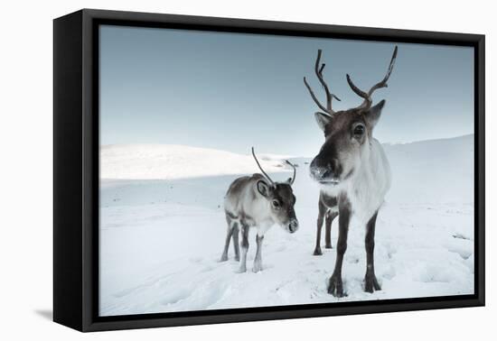 Reindeer Female-Ann & Steve Toon-Framed Premier Image Canvas