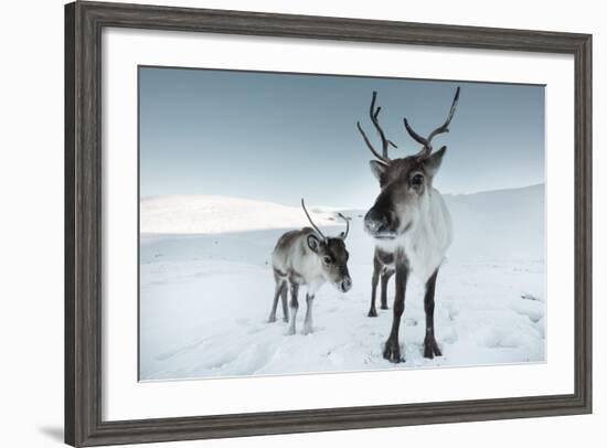 Reindeer Female-Ann & Steve Toon-Framed Photographic Print