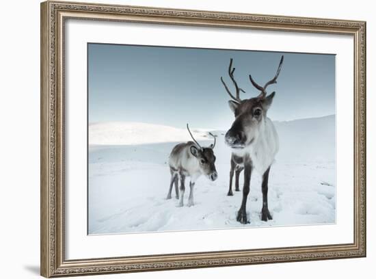 Reindeer Female-Ann & Steve Toon-Framed Photographic Print