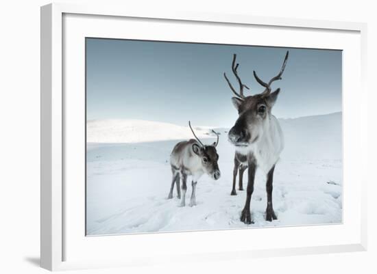 Reindeer Female-Ann & Steve Toon-Framed Photographic Print