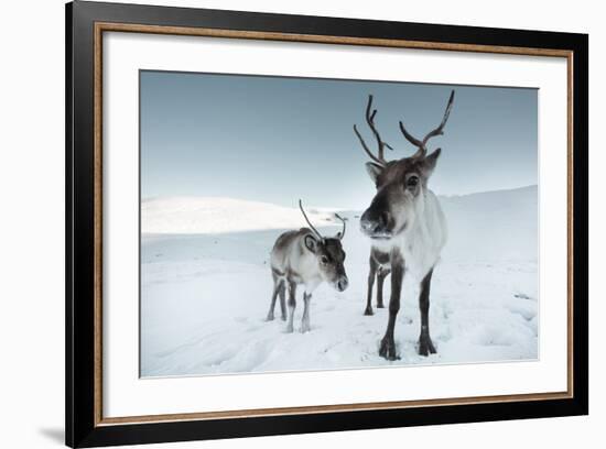 Reindeer Female-Ann & Steve Toon-Framed Photographic Print