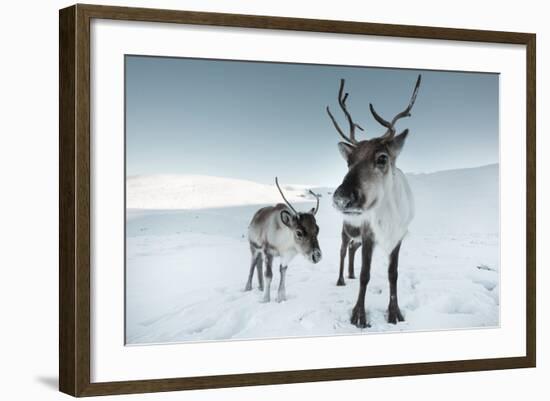 Reindeer Female-Ann & Steve Toon-Framed Photographic Print