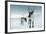 Reindeer Female-Ann & Steve Toon-Framed Photographic Print