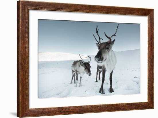 Reindeer Female-Ann & Steve Toon-Framed Photographic Print