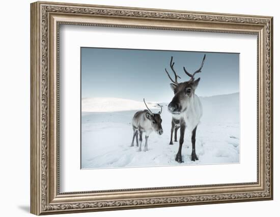 Reindeer Female-Ann & Steve Toon-Framed Photographic Print