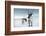 Reindeer Female-Ann & Steve Toon-Framed Photographic Print