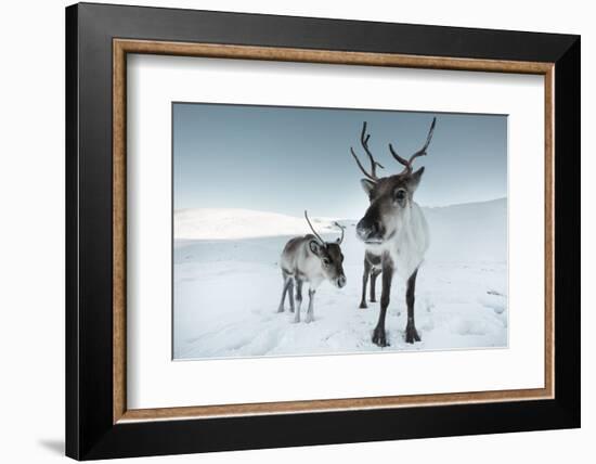 Reindeer Female-Ann & Steve Toon-Framed Photographic Print