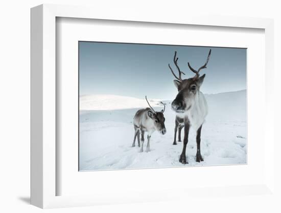 Reindeer Female-Ann & Steve Toon-Framed Photographic Print