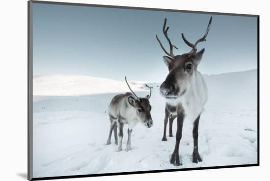 Reindeer Female-Ann & Steve Toon-Mounted Photographic Print