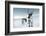 Reindeer Female-Ann & Steve Toon-Framed Photographic Print