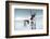 Reindeer Female-Ann & Steve Toon-Framed Photographic Print