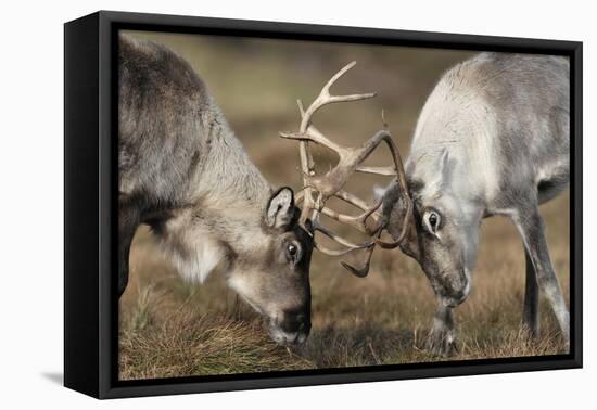 Reindeer Fighting-Laurie Campbell-Framed Premier Image Canvas