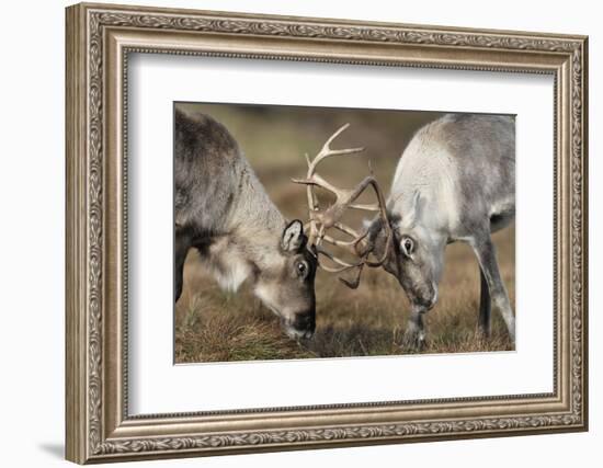 Reindeer Fighting-Laurie Campbell-Framed Photographic Print