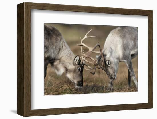 Reindeer Fighting-Laurie Campbell-Framed Photographic Print