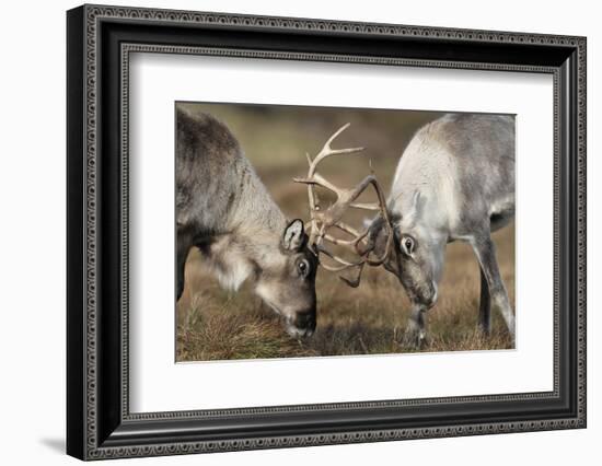 Reindeer Fighting-Laurie Campbell-Framed Photographic Print