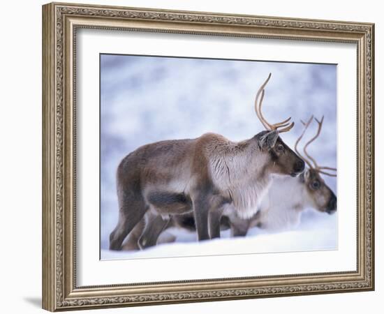 Reindeer from Domesticated Herd, Scotland, UK-Niall Benvie-Framed Photographic Print