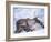 Reindeer from Domesticated Herd, Scotland, UK-Niall Benvie-Framed Photographic Print