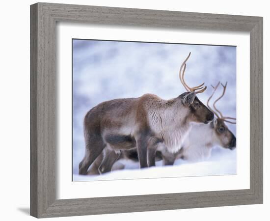 Reindeer from Domesticated Herd, Scotland, UK-Niall Benvie-Framed Photographic Print