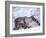 Reindeer from Domesticated Herd, Scotland, UK-Niall Benvie-Framed Photographic Print