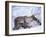 Reindeer from Domesticated Herd, Scotland, UK-Niall Benvie-Framed Photographic Print