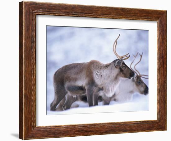 Reindeer from Domesticated Herd, Scotland, UK-Niall Benvie-Framed Photographic Print