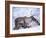 Reindeer from Domesticated Herd, Scotland, UK-Niall Benvie-Framed Photographic Print
