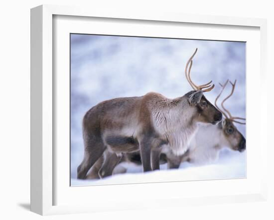 Reindeer from Domesticated Herd, Scotland, UK-Niall Benvie-Framed Photographic Print