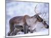 Reindeer from Domesticated Herd, Scotland, UK-Niall Benvie-Mounted Photographic Print