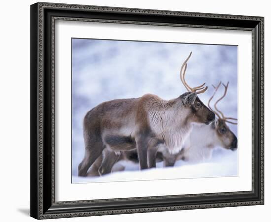 Reindeer from Domesticated Herd, Scotland, UK-Niall Benvie-Framed Photographic Print