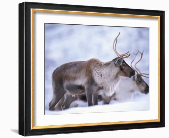 Reindeer from Domesticated Herd, Scotland, UK-Niall Benvie-Framed Photographic Print