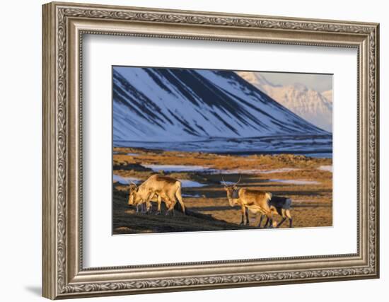 Reindeer Grazing Near Hofn, Iceland-Chuck Haney-Framed Photographic Print