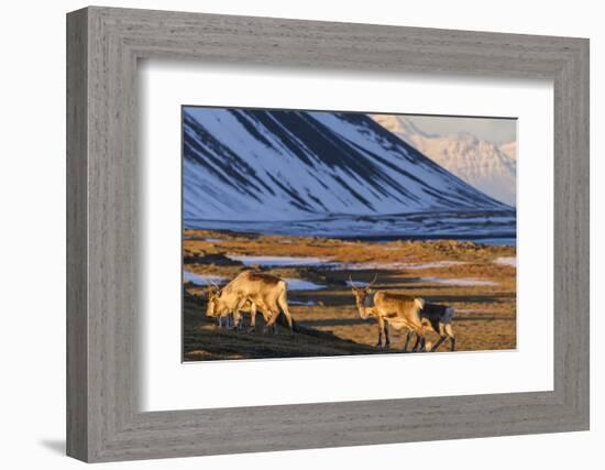 Reindeer Grazing Near Hofn, Iceland-Chuck Haney-Framed Photographic Print