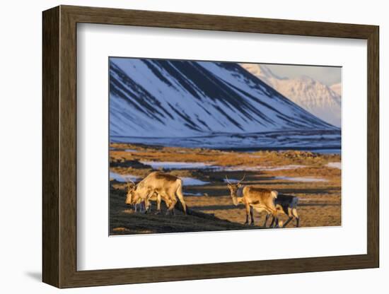 Reindeer Grazing Near Hofn, Iceland-Chuck Haney-Framed Photographic Print