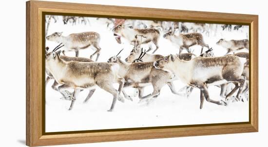 Reindeer herded by Sami people running fast in the white landscape during a snowfall, Lapland-Roberto Moiola-Framed Premier Image Canvas