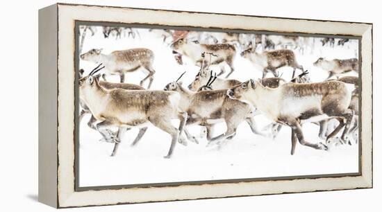 Reindeer herded by Sami people running fast in the white landscape during a snowfall, Lapland-Roberto Moiola-Framed Premier Image Canvas