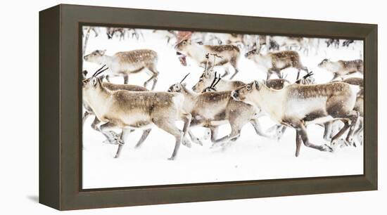 Reindeer herded by Sami people running fast in the white landscape during a snowfall, Lapland-Roberto Moiola-Framed Premier Image Canvas