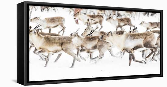 Reindeer herded by Sami people running fast in the white landscape during a snowfall, Lapland-Roberto Moiola-Framed Premier Image Canvas