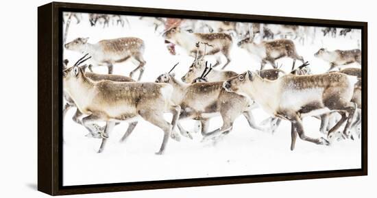 Reindeer herded by Sami people running fast in the white landscape during a snowfall, Lapland-Roberto Moiola-Framed Premier Image Canvas