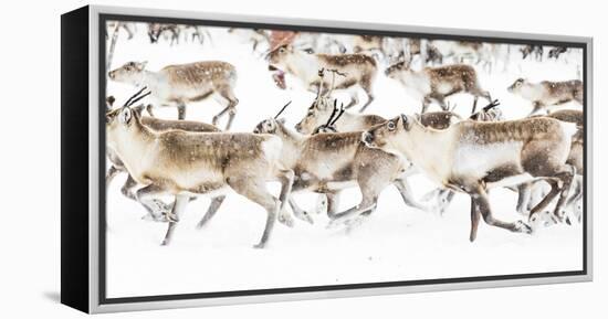 Reindeer herded by Sami people running fast in the white landscape during a snowfall, Lapland-Roberto Moiola-Framed Premier Image Canvas