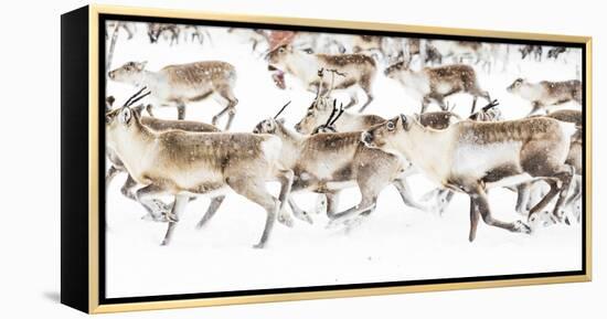 Reindeer herded by Sami people running fast in the white landscape during a snowfall, Lapland-Roberto Moiola-Framed Premier Image Canvas