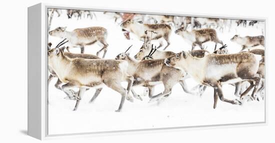 Reindeer herded by Sami people running fast in the white landscape during a snowfall, Lapland-Roberto Moiola-Framed Premier Image Canvas