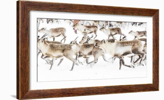 Reindeer herded by Sami people running fast in the white landscape during a snowfall, Lapland-Roberto Moiola-Framed Photographic Print