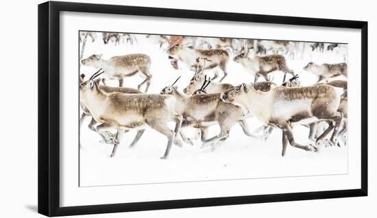 Reindeer herded by Sami people running fast in the white landscape during a snowfall, Lapland-Roberto Moiola-Framed Photographic Print