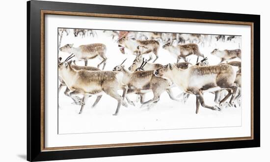 Reindeer herded by Sami people running fast in the white landscape during a snowfall, Lapland-Roberto Moiola-Framed Photographic Print