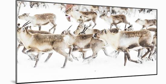 Reindeer herded by Sami people running fast in the white landscape during a snowfall, Lapland-Roberto Moiola-Mounted Photographic Print