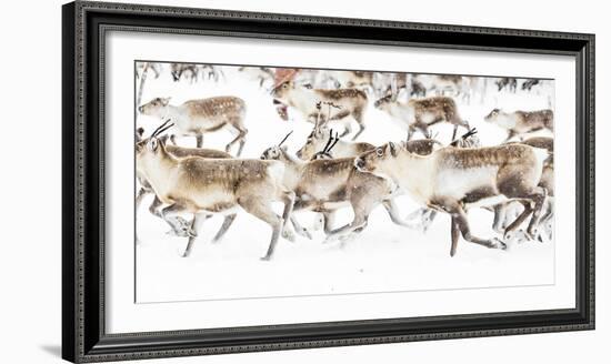 Reindeer herded by Sami people running fast in the white landscape during a snowfall, Lapland-Roberto Moiola-Framed Photographic Print