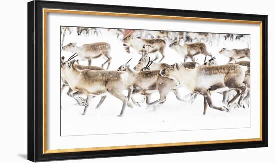 Reindeer herded by Sami people running fast in the white landscape during a snowfall, Lapland-Roberto Moiola-Framed Photographic Print