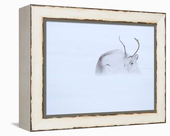 Reindeer hunkering down in snow during blizzard, Norway-Danny Green-Framed Premier Image Canvas